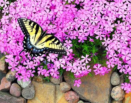 Jardí paradís per a papallones: quines flors són ideals?