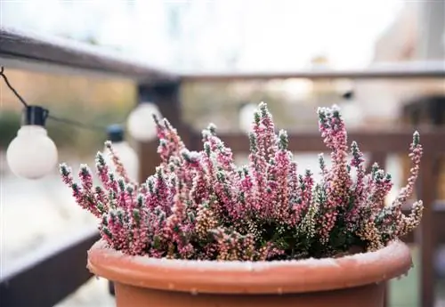 maceta plantas resistentes al invierno