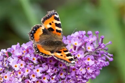 Atrage fluturi: Cele mai bune plante pentru grădina ta