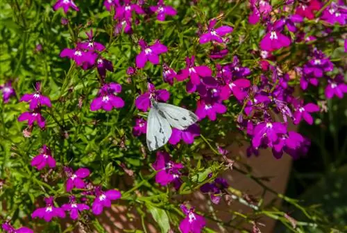 Bulaklak para sa mga butterflies: Ang pinakamagandang halaman sa balkonahe