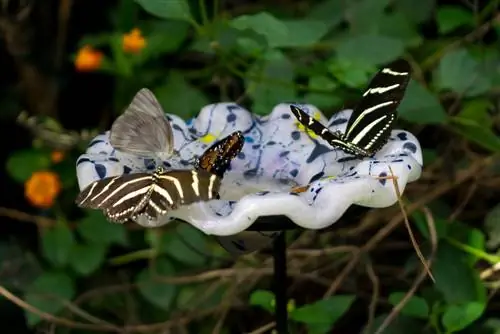 butterfly feeding