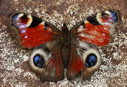 hibernação de borboleta