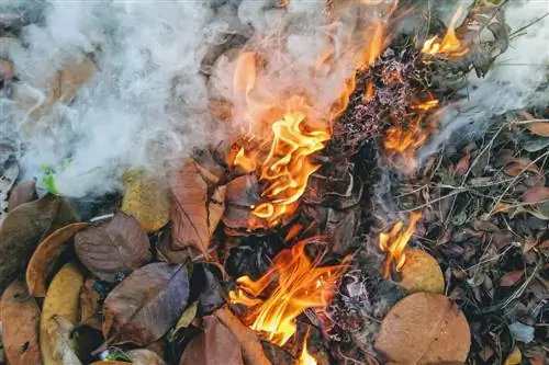 daun yang terbakar