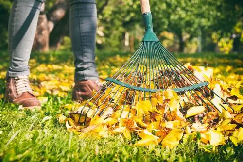 Yaprakları etkili bir şekilde tırmıklamak: En iyi ipuçları ve püf noktaları