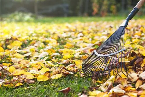 Blader på plenen: hvorfor fjerne dem og hvordan best?