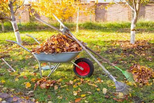 Bladeren verzamelen: Tips & trucs voor een schone tuin