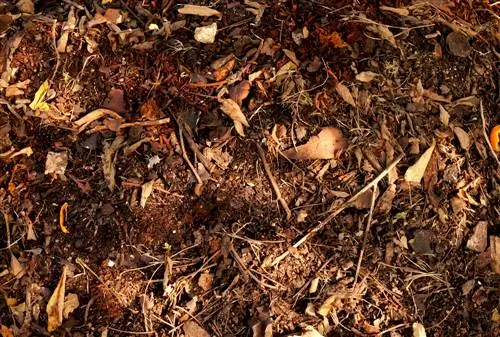 feuilles-dans-le-jardin-minées