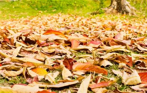 Gunakan daun dengan bijak di taman: Begini cara melakukannya dengan benar