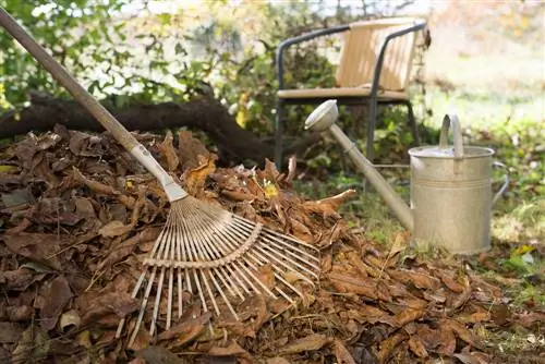 Dejar hojas tiradas: ventajas y consejos para el jardín