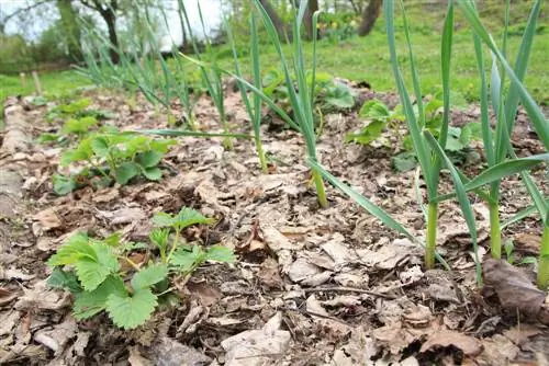 Bladeren mulchen: waarom het goed is voor je tuin