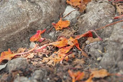 पत्थरों के बीच से पत्तियां हटा दें