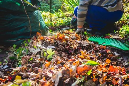 Optimale blaarverwydering in die lente: wanneer en hoe om voort te gaan?