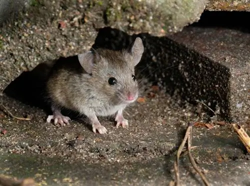 kleine knaagdieren in de tuin