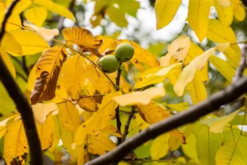 daun pokok walnut