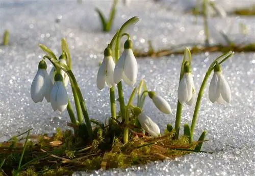 planta-del-mes-la-campanilla de invierno