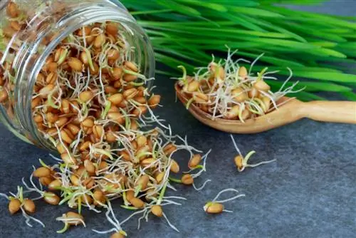 germinazione del grano