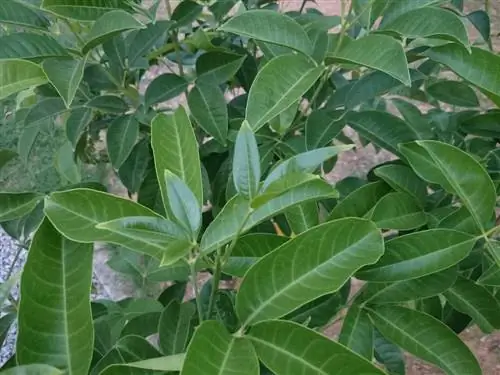 bee tree growth