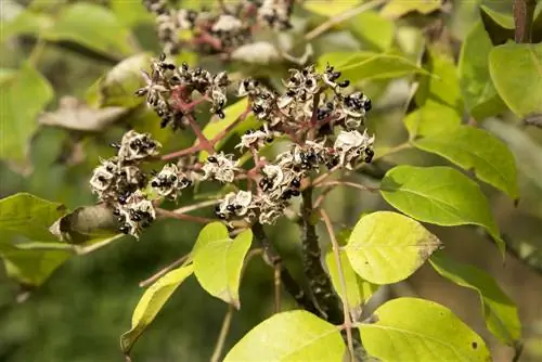 zaden van de bijenboom