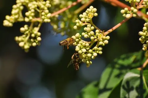 মৌমাছি গাছের প্রচার করুন