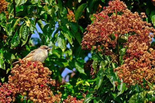 Arbre à abeilles : Légèrement toxique, mais sans danger pour nous