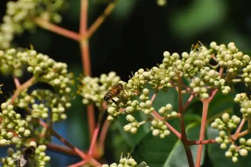 plantas de árvores de abelha