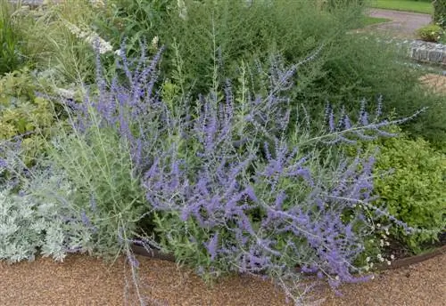 pemotongan berlian biru