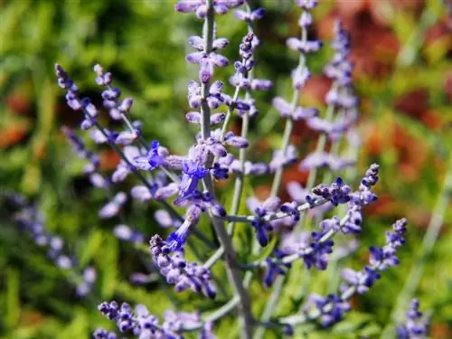 variétés de rue bleue