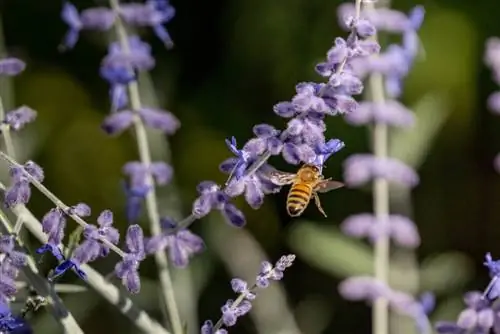 Blue Rue: Giftig of onskadelik? 'n Sekuriteitskontrole