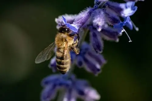 Bee pasture in the garden: Is the blue rue suitable?