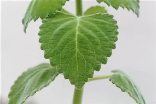 Multiplicar la hoja de limón australiano: Así de fácil es