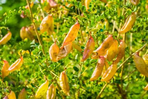 propagate bubble bush