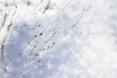 Resistenza invernale nei diamanti blu: cosa bisogna tenere in considerazione?