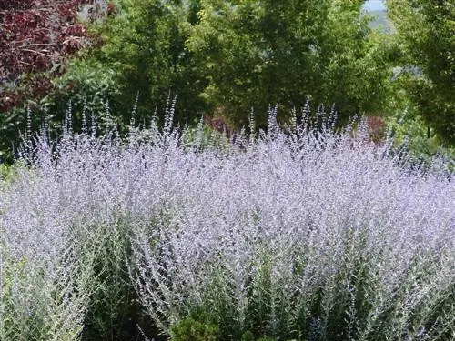 Shumëzimi i ruesë blu është bërë i lehtë: metoda dhe këshilla