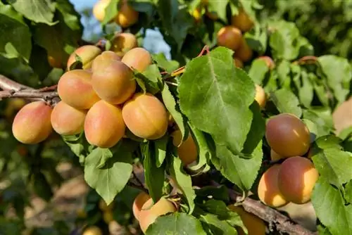 bladeren van de abrikozenboom