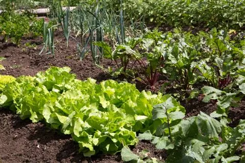 Mixed culture tips: Optimal neighbors for the beetroot