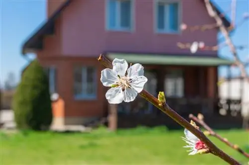 Fertilizzare gli alberi di albicocco