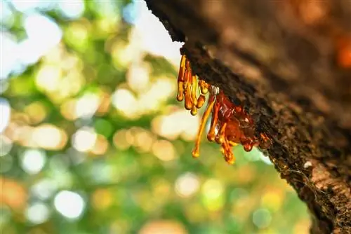 sungai damar pokok aprikot