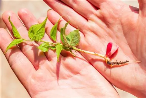 Propagating an apricot tree: cuttings, grafting and more