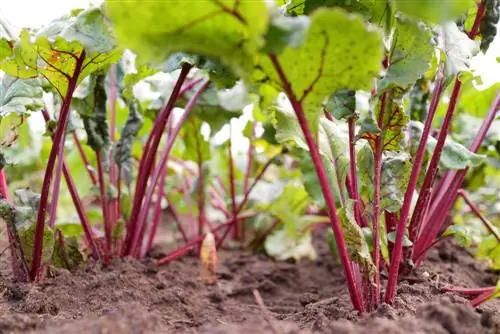 beetroot ተክሎች