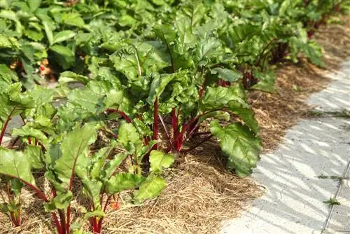 beetroot plants