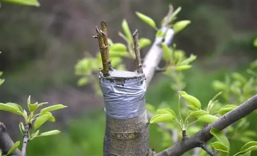 Sėkmingas abrikoso medžio skiepijimas: kada ir kaip?