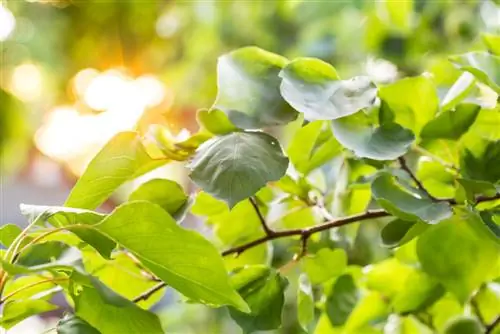 pokok aprikot tidak berbuah