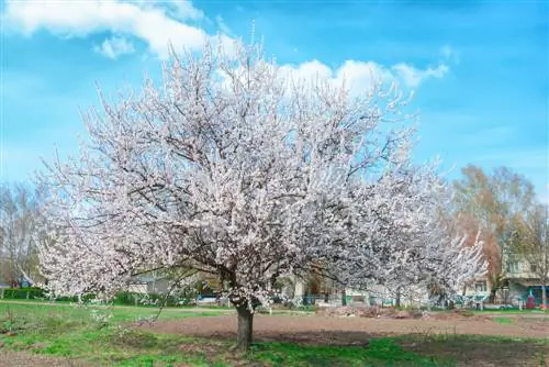 kayısı ağacı büyüklüğü