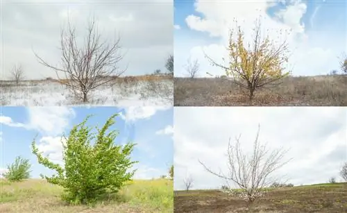 Albercoquer resistent: consells d'ubicació i cura per tenir èxit