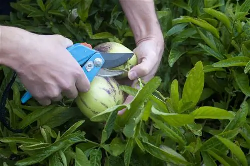 Päärynämelonin sadonkorjuuaika