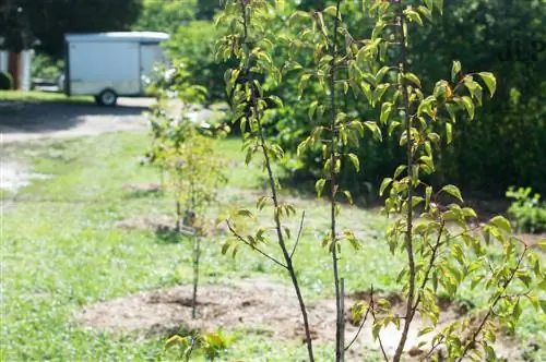 Appelkoosboom: Wanneer kan die eerste oes verwag word?