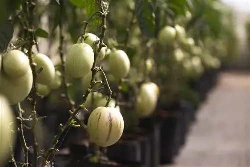 pear melon overwintering