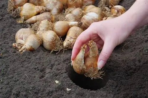 Planting flower bulbs: This is how to achieve optimal planting