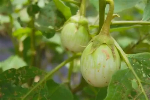 Pepino svernante: consigli utili per piante sane