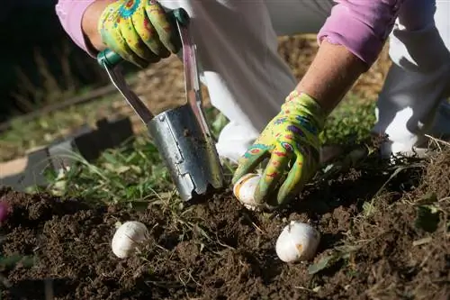 cuando-plantar-bulbos-de-flores